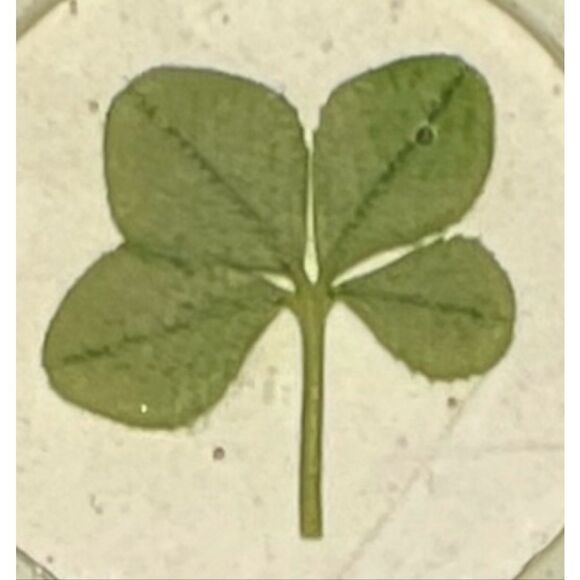 Poker Chip Pendant – Preserved Four-Leaf Clover – 925 Bail - Picture 7 of 8
